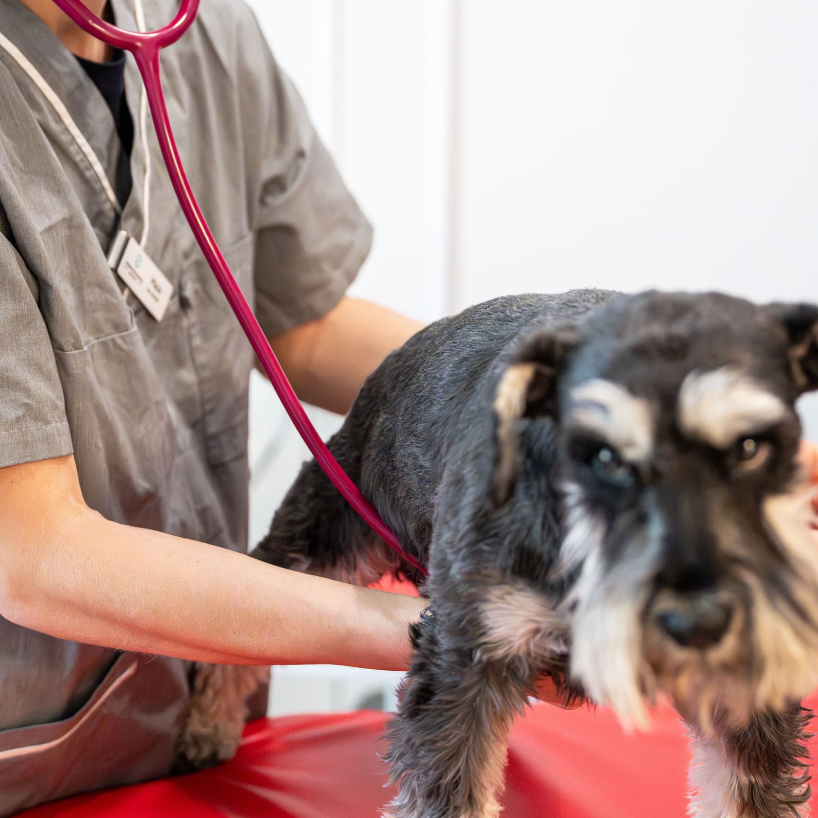 A veterinarian examining a dog at AniMed Animal Hospital